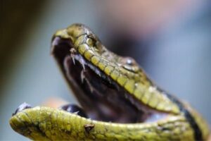 Do Anacondas Have Teeth?