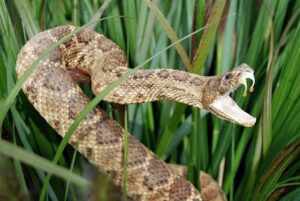 Do all Snakes have teeth?